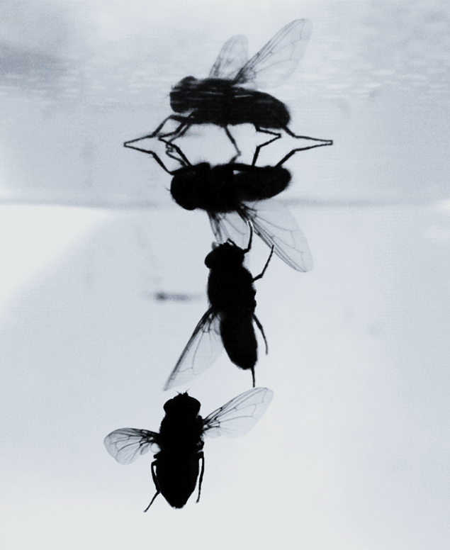 A blue bottle lands, expertly completing a series of manuevers that Cheng and his research team will study to create better robotic flyers. (Credit: Bo Cheng)